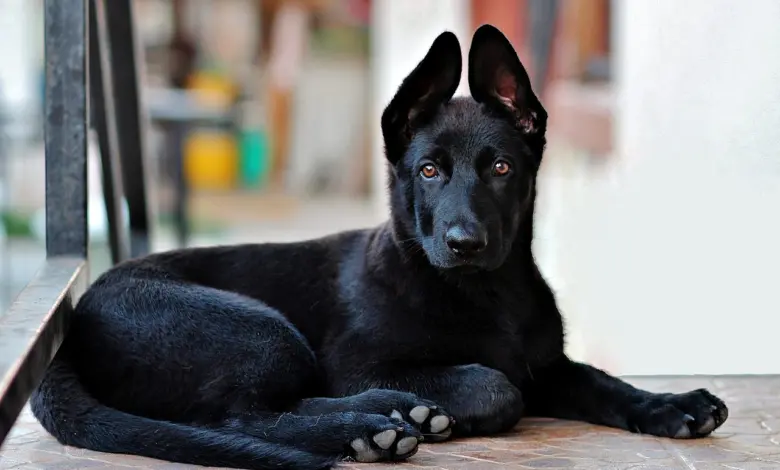 black german shepherd, puppy, dog